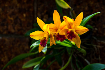yellow orchid on the sandstone background