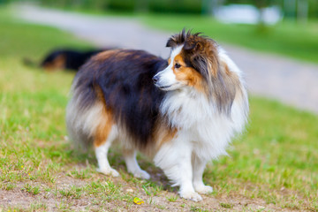 Shetland Sheepdog looks to the side