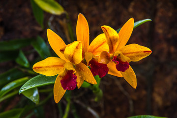 yellow orchid on the sandstone background