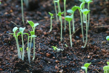 Seedling growth