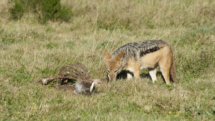 Black Backed Jackal, South Africa