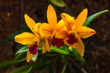 Obraz premium yellow orchid on the sandstone background