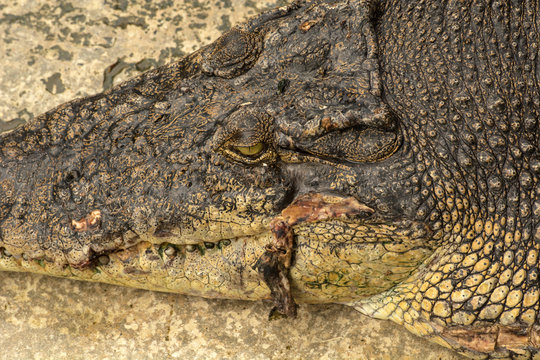 Close up picture of crocodile head in the water in Sandakan Crocodile farm, the biggest crocodile farm in Malaysia