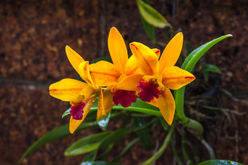 Obraz premium yellow orchid on the sandstone background