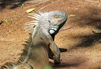 iguana