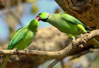 Parakeets romancing in Bharatpur