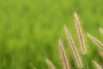 The grass in the sun in the evening .