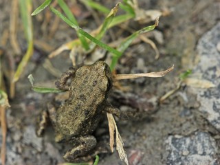 Winzige junge Erdkröte (Bufo bufo) direkt nach der Metamorphose
