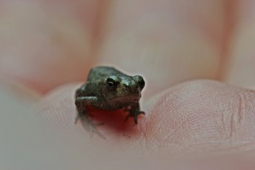 Winzige junge Erdkröte (Bufo bufo) direkt nach der Metamorphose 
