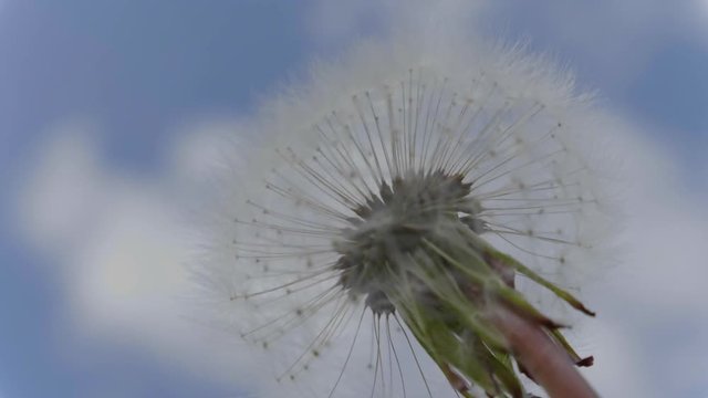 Fluffy dandelion flower against the sky. FHD stock footage.