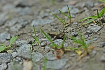 Winzige junge Erdkröte (Bufo bufo) direkt nach der Metamorphose
