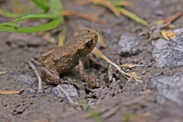 Winzige junge Erdkröte (Bufo bufo) direkt nach der Metamorphose

