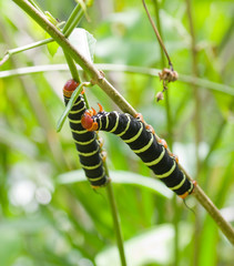 Chenille gloutonne, Guadeloupe