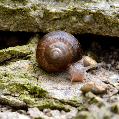 Snail in the garden after rain