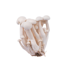 white shimeji mushrooms isolated on white background