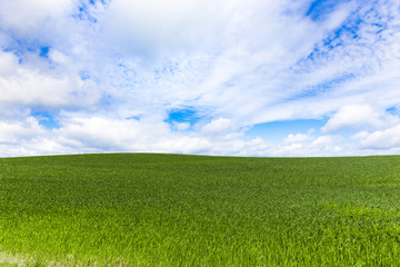 Weizenfeld mit himmel
