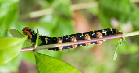 Chenille de Guadeloupe