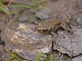 Winzige junge Erdkröte (Bufo bufo) direkt nach der Metamorphose
