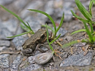 Winzige junge Erdkröte (Bufo bufo) direkt nach der Metamorphose
