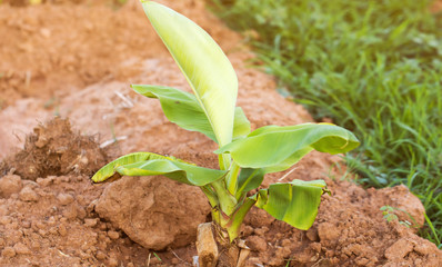 banana leaves for background 