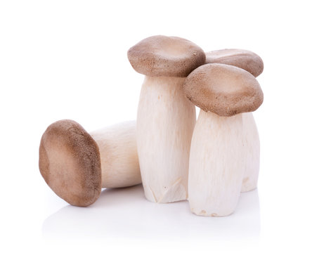 King oyster mushroom Pleurotus eryngii on white background