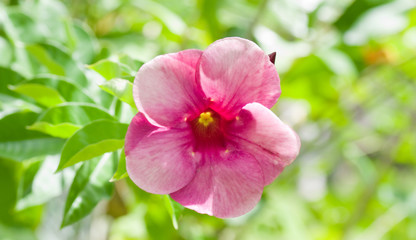 Allamanda pourpre