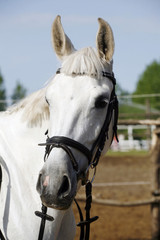 Head shot closeup of a young horse on show jumping event