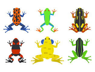 Frog cartoon tropical animal cartoon amphibian mascot character wild vector illustration.