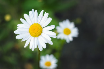 Obraz premium Beautiful daisy flower. Three blooming chamomiles. Close-up, shallow DOF.