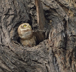 Owlet peeking out of a tree