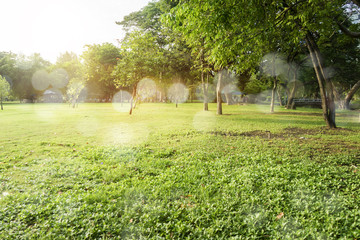 Green trees during the morning sunrise in the park.