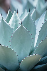 Obraz premium Succulent plant
