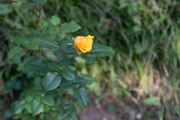 Bud yellow roses blooming in the garden on dark green blurred background of thick grass