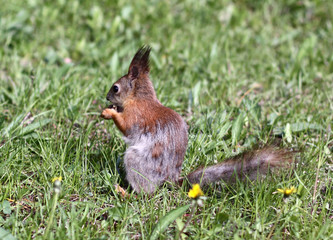 Squirrel gnaws nuts in the meadow