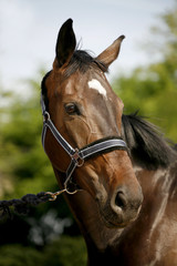 Obraz premium Head shot of a sporting horse against green background
