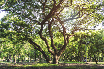 Fototapeta premium Green trees during the morning sunrise in the park.