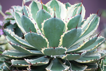 Obraz premium Succulent plant