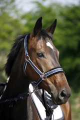 Show jumper horse head closeup against green natural background
