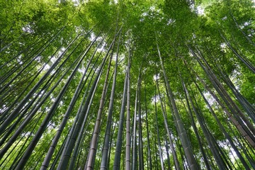 Fototapeta na wymiar A bamboo forest in Arashiyama in Kyoto, Japan 