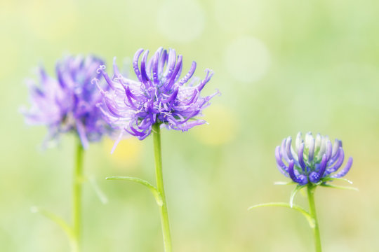 Fototapeta Close-up of purple wildflowers against blurred, green natural background. Bright pastel colors, summer natural concept.