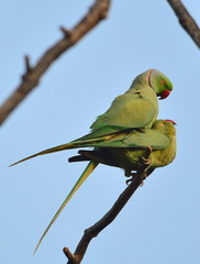 Parakeets mating