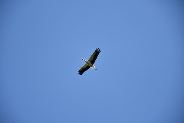 stork flying and sitting in the nest 