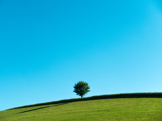 Minimalistic Landscape: Single Tree on a field