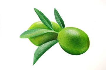 Green olive - HAND DRAWING CRAYON