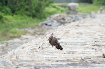 Wild turkey hen hurricane barrier