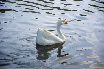 Fototapeta premium Bird 165