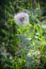 одуванчик растет в траве в поле, растение с летающими семенами