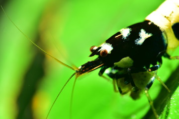 Kopf einer Pinto Taiwan Bee schwarz - Spotted