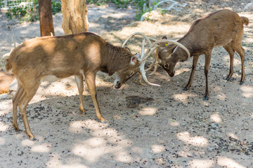 CHONBURI, THAILAND - FEBRUARY 11:Springbok clash on February 11, 2017 in Khao Kheow Open Zoo...
