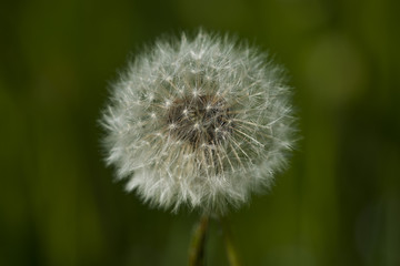 Dandelion full